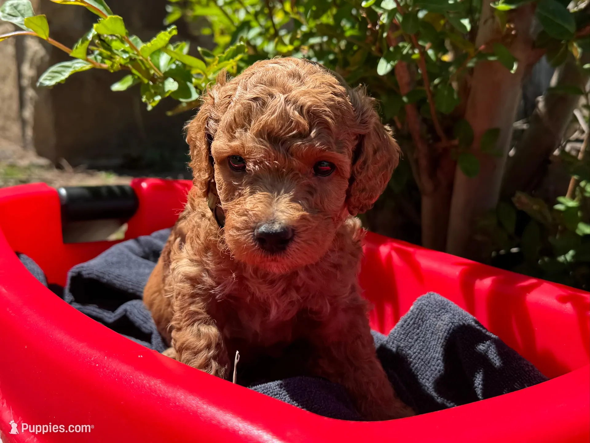 AKC Green – Poodle - Miniature  puppy for sale in Granite, OK