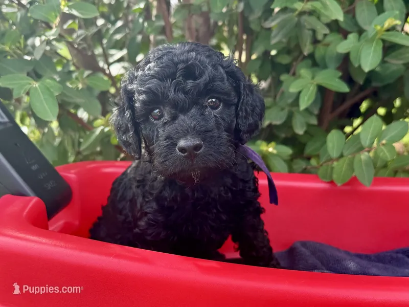 AKC Shadow's Purple – Poodle - Miniature  puppy for sale in Granite, OK