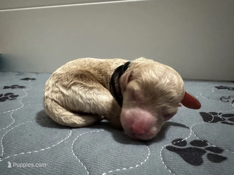 CKC Birdie's Black – Miniature Goldendoodle puppy for sale in Granite, OK