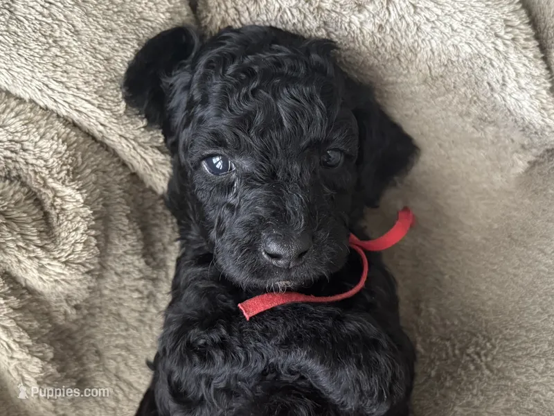 AKC Shadow's Red – Poodle - Miniature  puppy for sale in Granite, OK