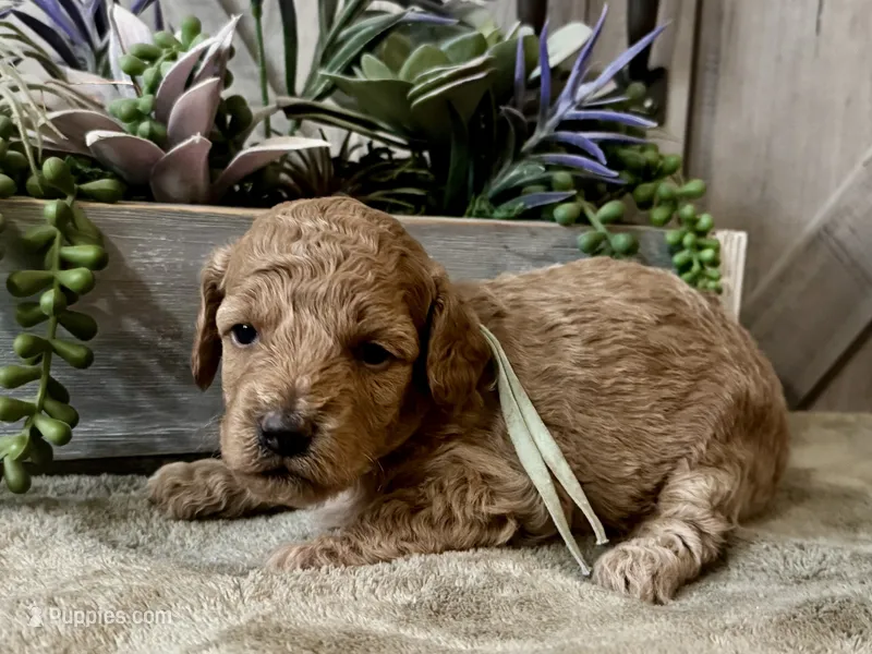 AKC Shadow's Sky – Poodle - Miniature  puppy for sale in Granite, OK