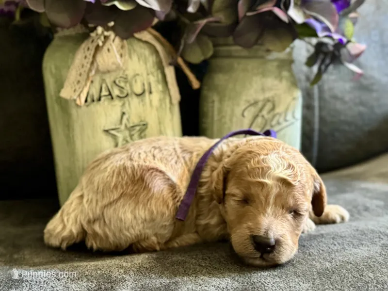 CKC Birdie's Purple – Miniature Goldendoodle puppy for sale in Granite, OK