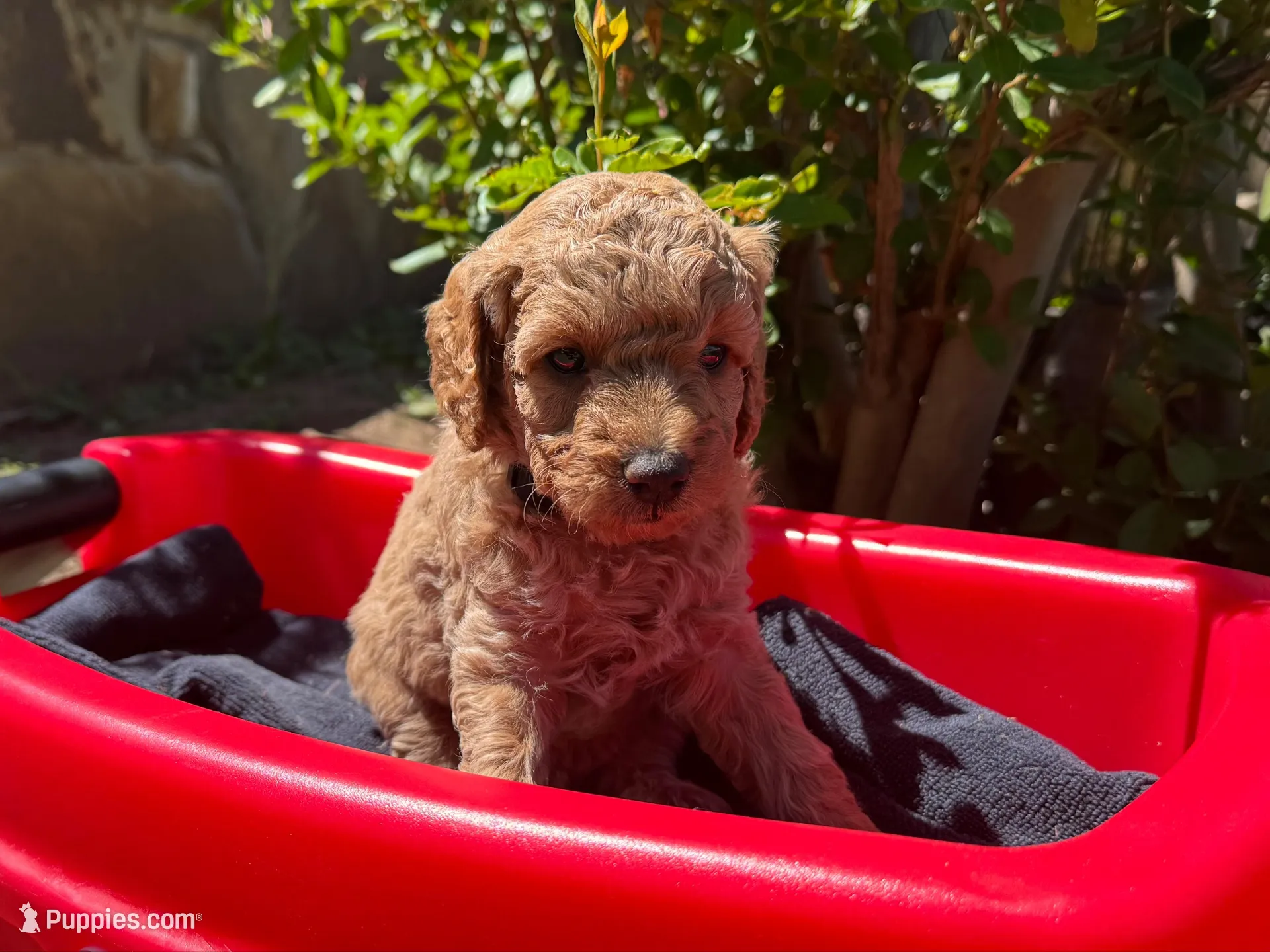 AKC Black – Poodle - Miniature  puppy for sale in Granite, OK