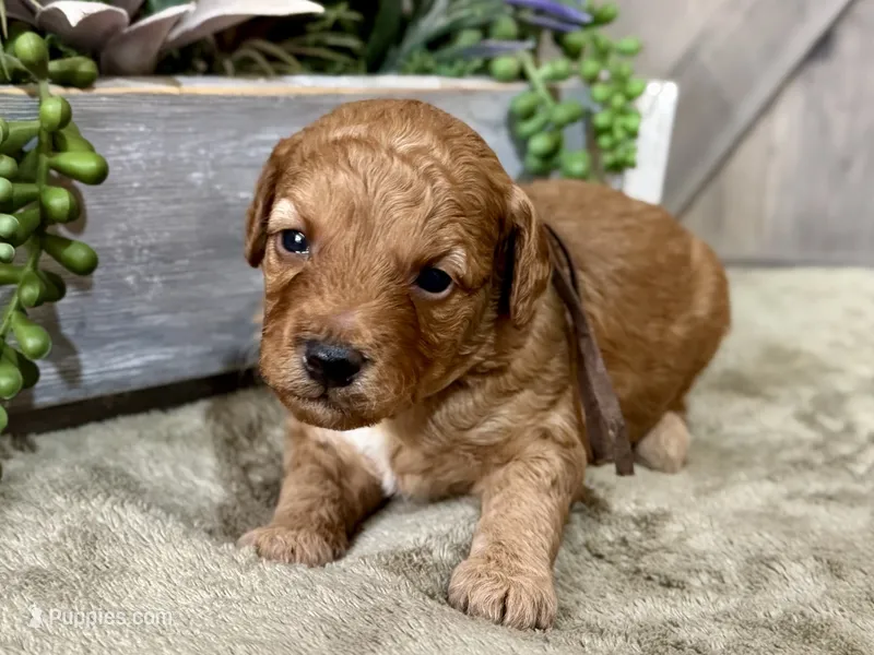 CKC Birdie's Brown – Miniature Goldendoodle puppy for sale in Granite, OK