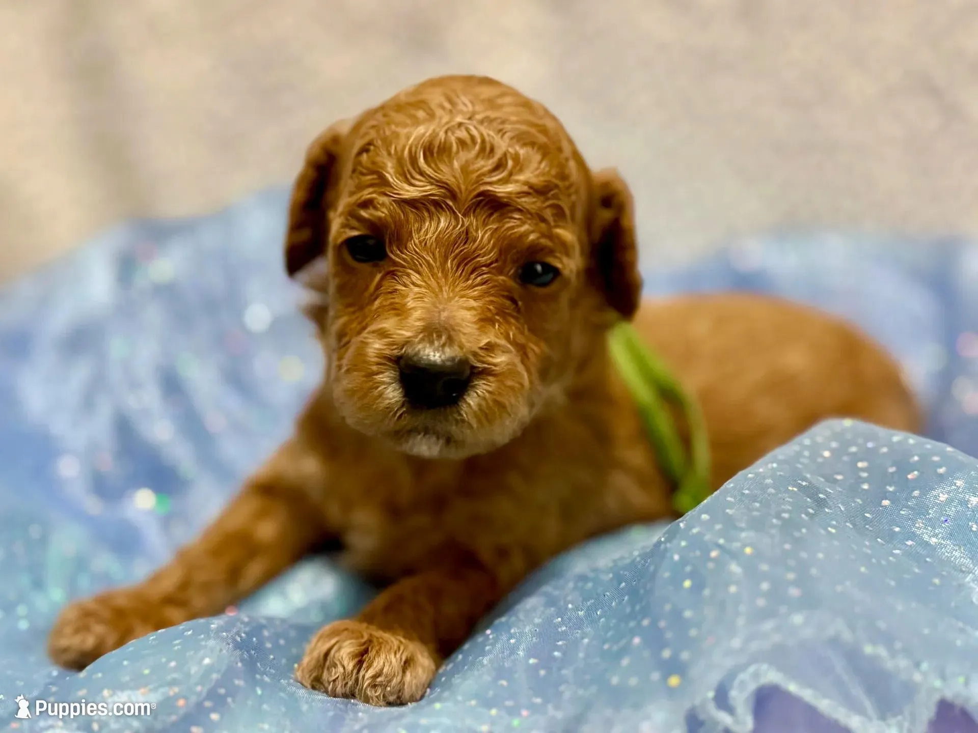 AKC Green, a male Poodle - Miniature  for sale in Granite, OK – Photo 6 of 9
