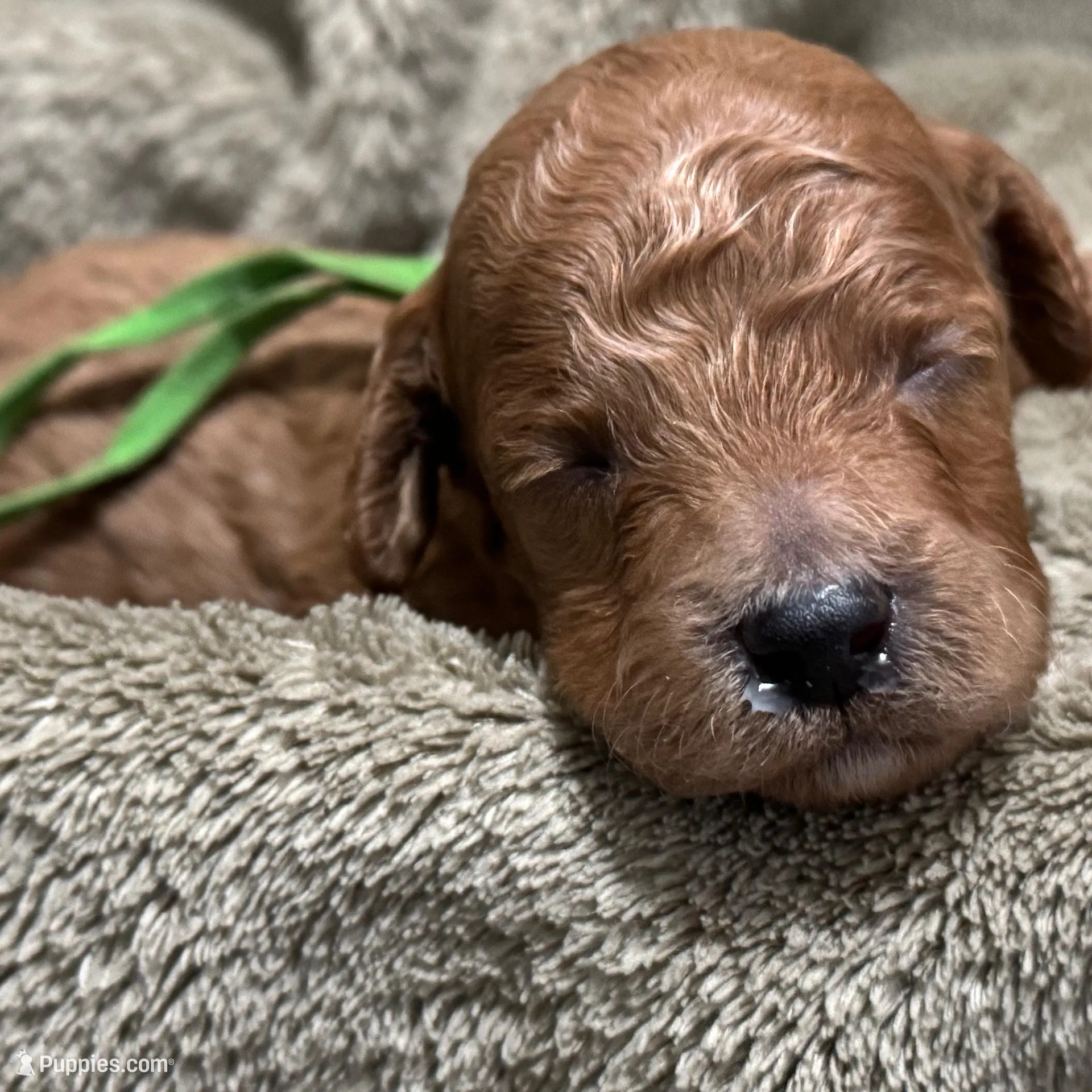 AKC Green – Poodle - Miniature  puppy for sale in Granite, OK