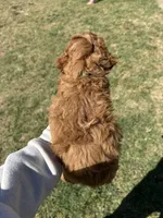 AKC Green, a male Poodle - Miniature  for sale in Granite, OK – Photo 2 of 9