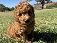AKC Green, a male Poodle - Miniature  for sale in Granite, OK – Photo 1 of 9