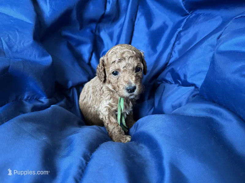 AKC Green – Poodle - Miniature  puppy for sale in Granite, OK