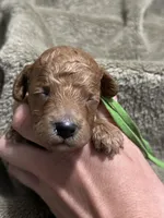 AKC Green, a male Poodle - Miniature  for sale in Granite, OK – Photo 8 of 9
