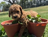 AKC Green, a male Poodle - Miniature  for sale in Granite, OK – Photo 3 of 9