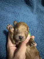 AKC Green, a male Poodle - Miniature  for sale in Granite, OK – Photo 2 of 3