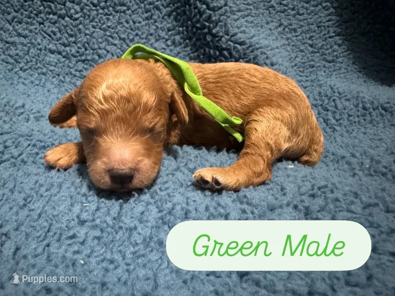 AKC Green – Poodle - Miniature  puppy for sale in Granite, OK