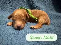AKC Green, a male Poodle - Miniature  for sale in Granite, OK – Photo 1 of 3