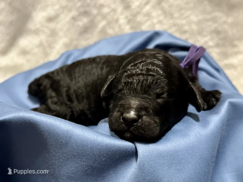 AKC Shadow's Purple – Poodle - Miniature  puppy for sale in Granite, OK