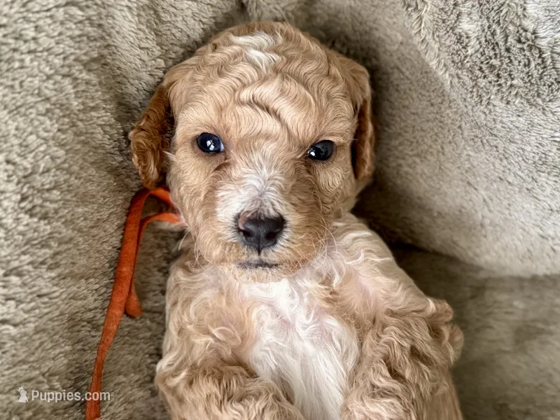 CKC Birdie's Orange – Miniature Goldendoodle puppy for sale in Granite, OK