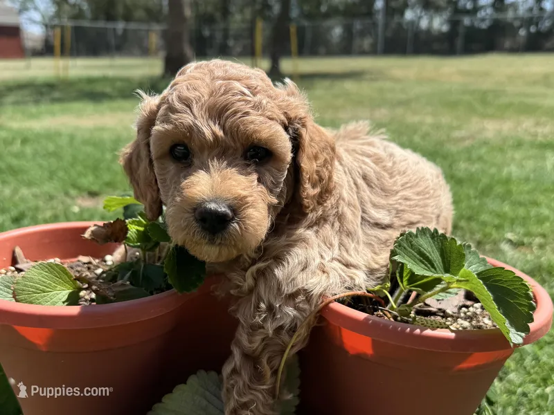 AKC Blue – Poodle - Miniature  puppy for sale in Granite, OK