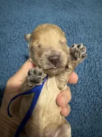 AKC Blue, a male Poodle - Miniature  for sale in Granite, OK – Photo 2 of 3