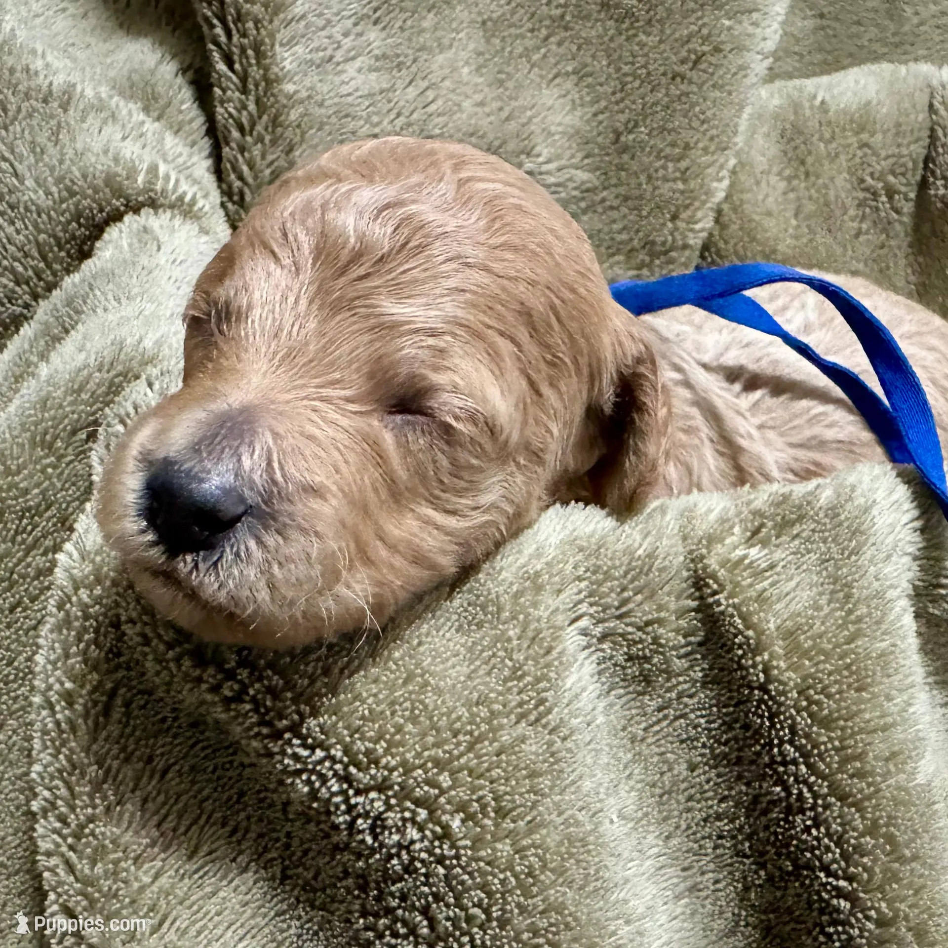 AKC Blue – Poodle - Miniature  puppy for sale in Granite, OK