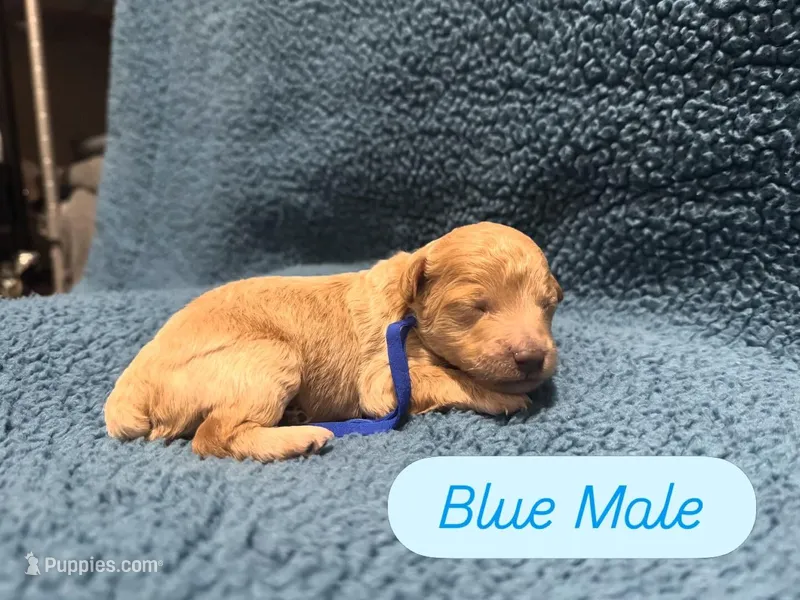 AKC Blue – Poodle - Miniature  puppy for sale in Granite, OK