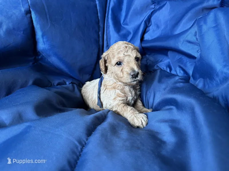 AKC Blue – Poodle - Miniature  puppy for sale in Granite, OK