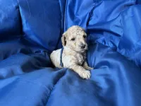 AKC Blue, a male Poodle - Miniature  for sale in Granite, OK – Photo 5 of 9