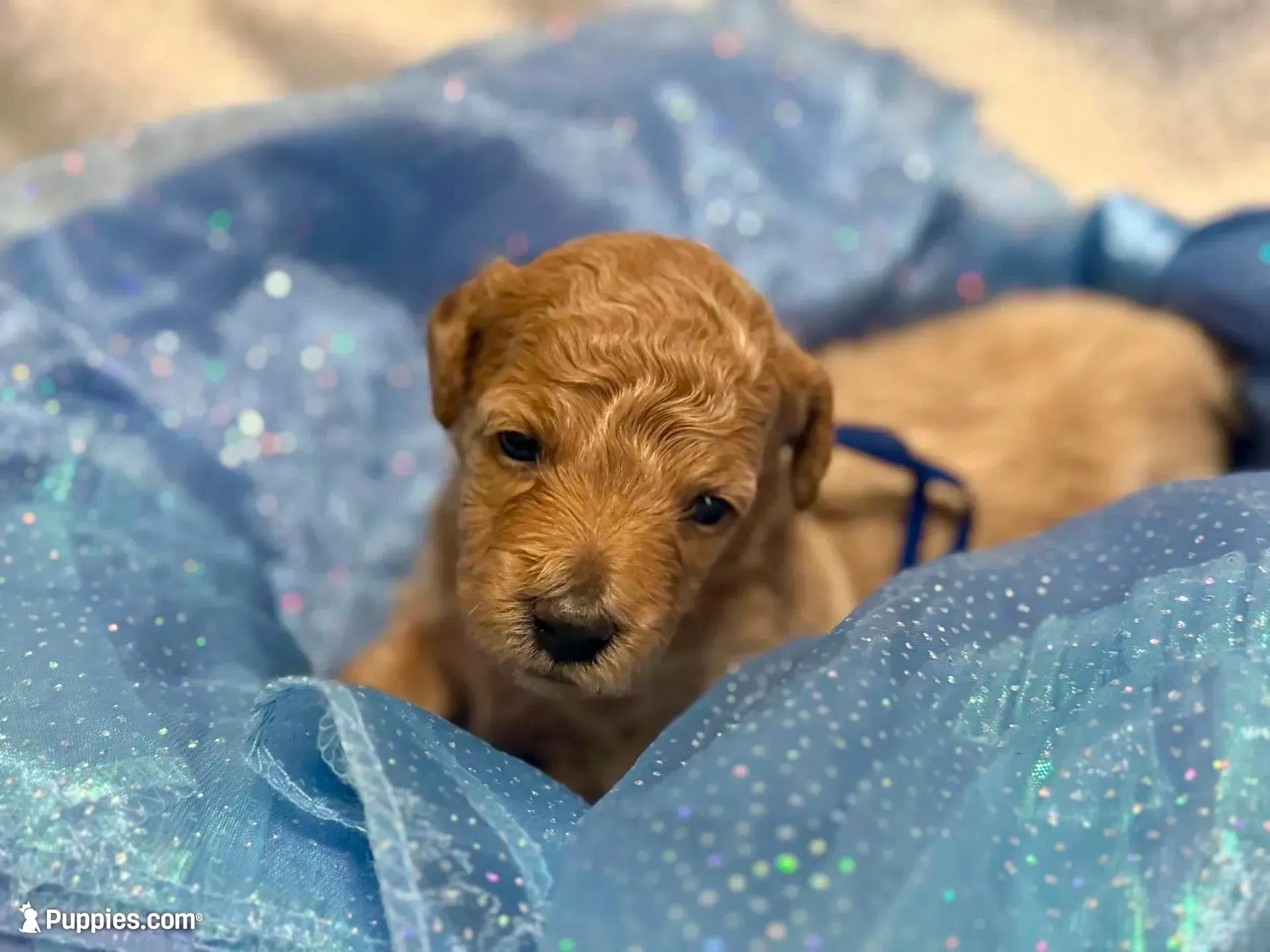 AKC Blue, a male Poodle - Miniature  for sale in Granite, OK – Photo 6 of 9