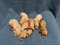 AKC Blue, a male Poodle - Miniature  for sale in Granite, OK – Photo 3 of 3