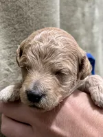 AKC Blue, a male Poodle - Miniature  for sale in Granite, OK – Photo 8 of 9