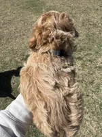 AKC Blue, a male Poodle - Miniature  for sale in Granite, OK – Photo 2 of 9