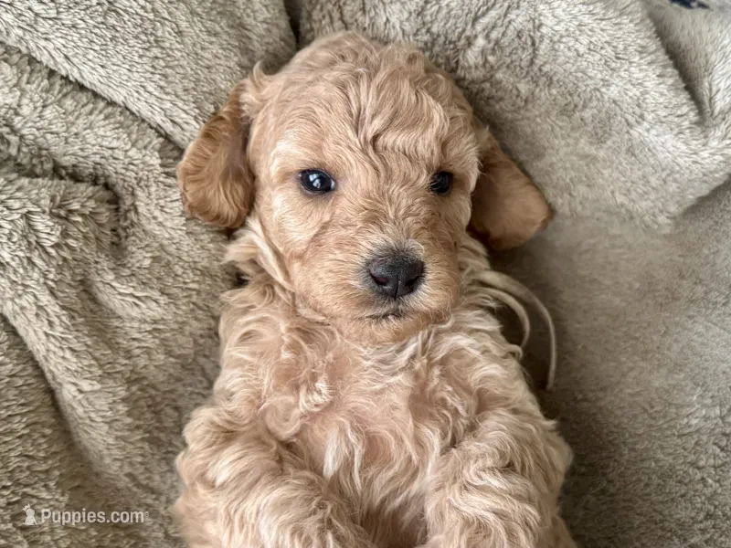 AKC Shadow's White – Poodle - Miniature  puppy on hold in Granite, OK