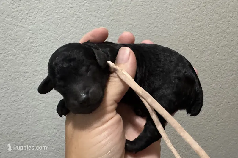 AKC Shadow's Pink – Poodle - Miniature  puppy for sale in Granite, OK