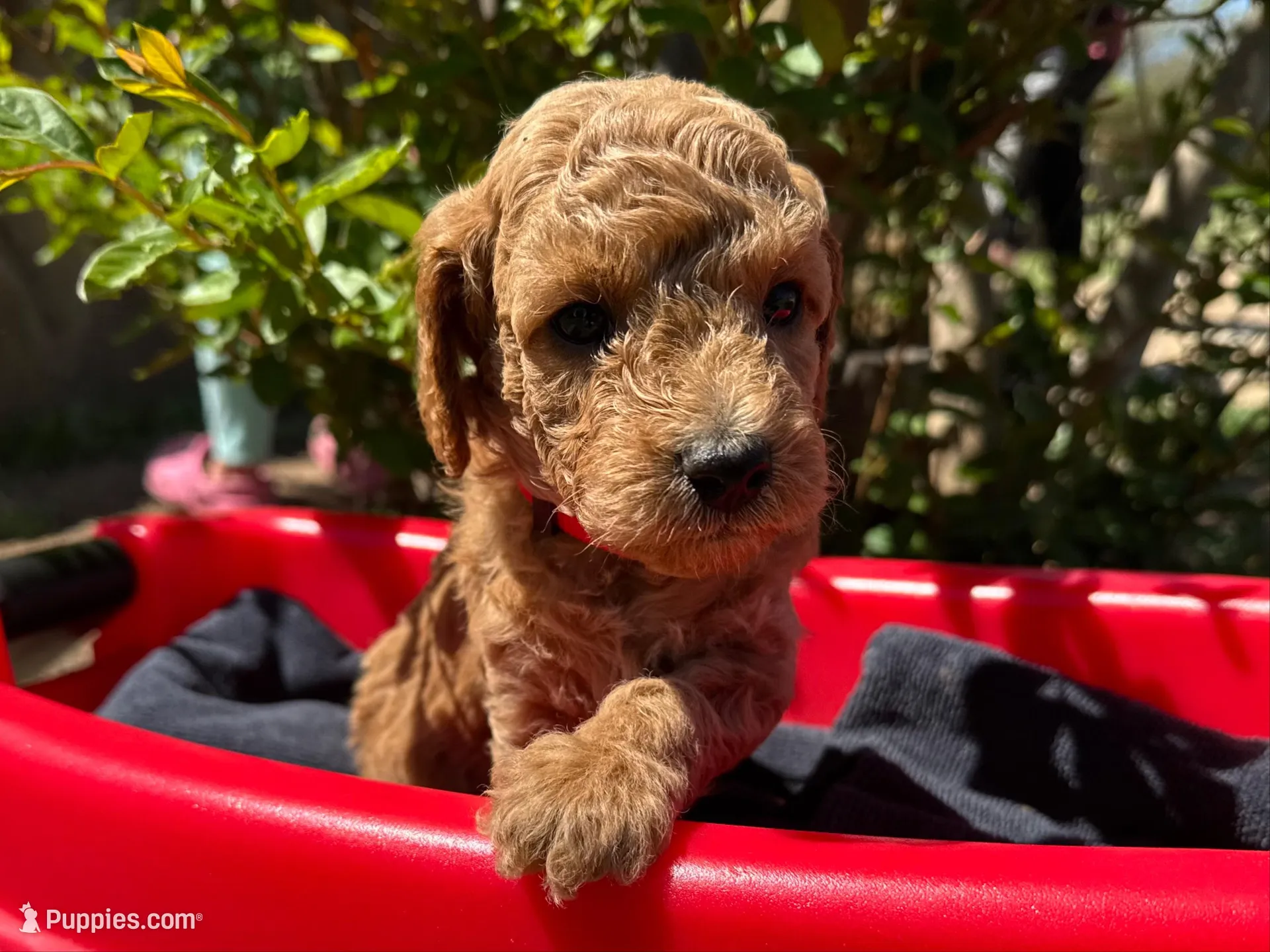 AKC Red  – Poodle - Miniature  puppy for sale in Granite, OK
