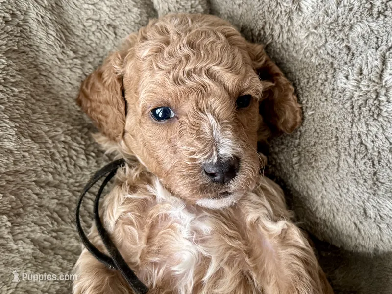 CKC Birdie's Black – Miniature Goldendoodle puppy for sale in Granite, OK