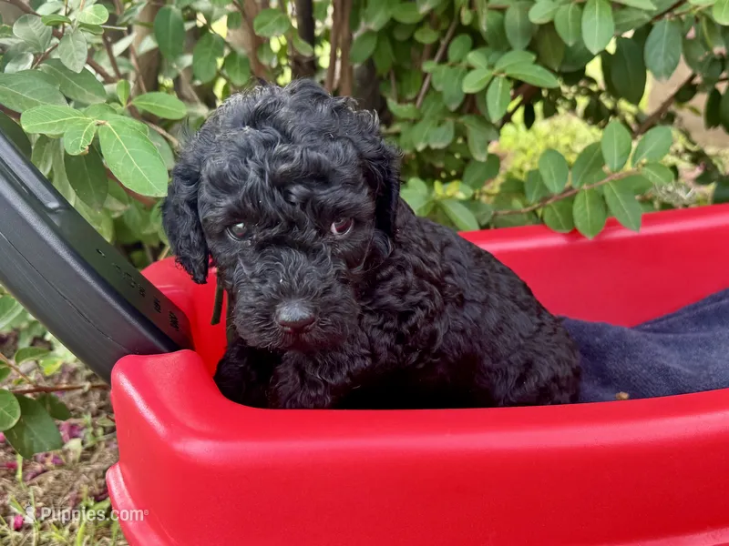AKC Shadow's Green – Poodle - Miniature  puppy on hold in Granite, OK