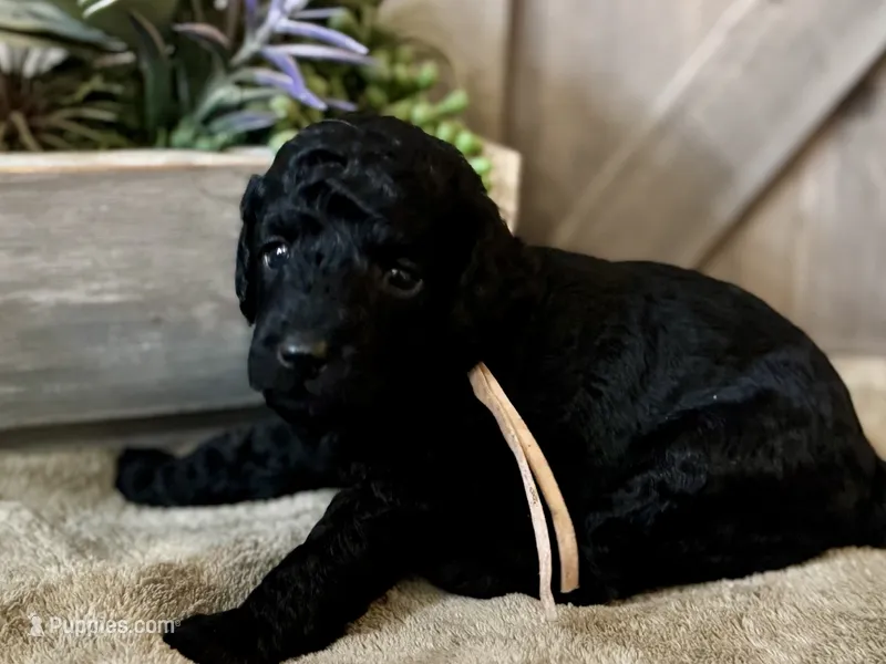 AKC Shadow's Pink – Poodle - Miniature  puppy for sale in Granite, OK