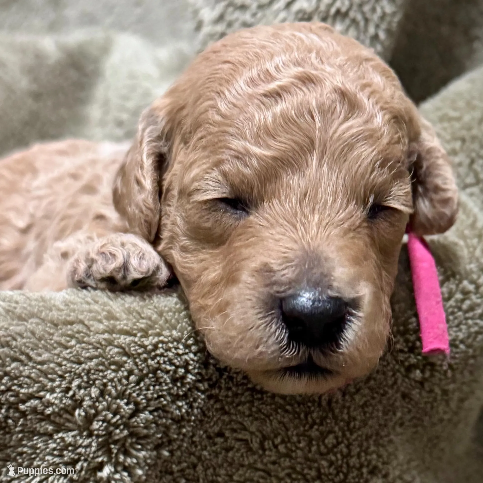 AKC Pink, a female Poodle - Miniature  for sale in Granite, OK – Photo 7 of 8