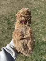 AKC Pink, a female Poodle - Miniature  for sale in Granite, OK – Photo 2 of 8