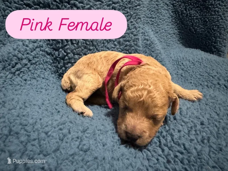 AKC Pink – Poodle - Miniature  puppy for sale in Granite, OK