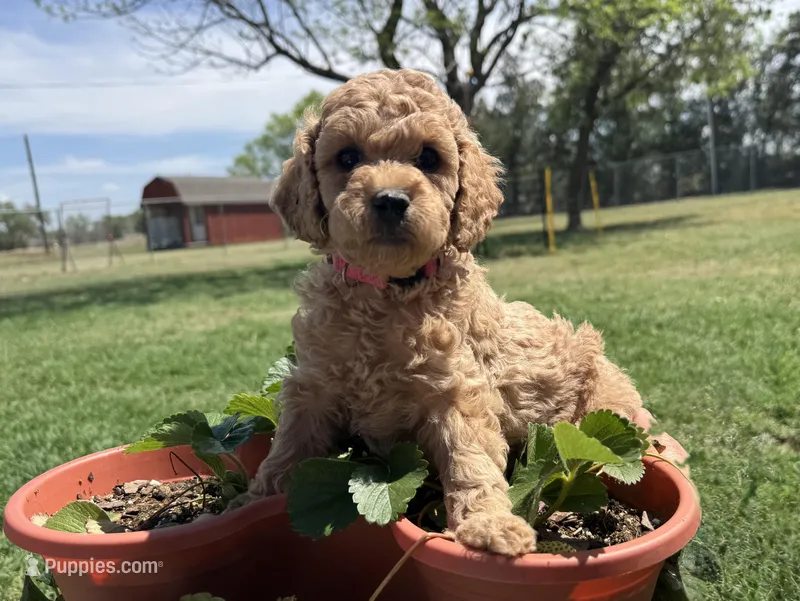 AKC Pink – Poodle - Miniature  puppy for sale in Granite, OK