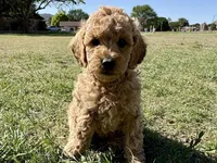 AKC Pink, a female Poodle - Miniature  for sale in Granite, OK – Photo 1 of 8