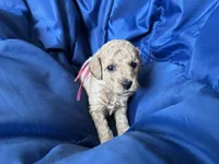 AKC Pink, a female Poodle - Miniature  for sale in Granite, OK – Photo 5 of 8