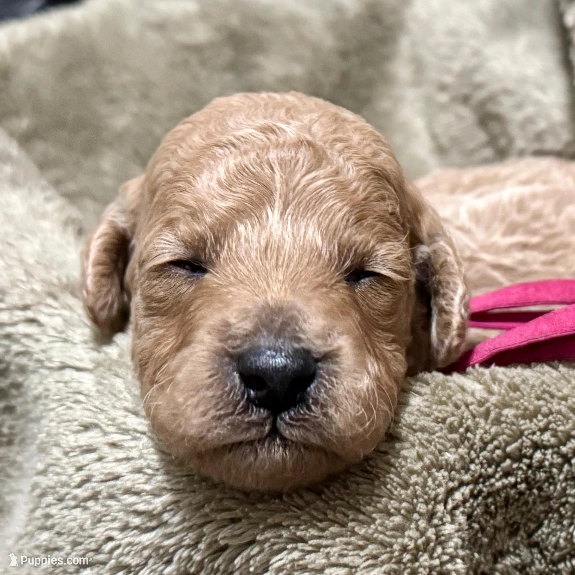 AKC Pink, a female Poodle - Miniature  for sale in Granite, OK – Photo 8 of 8