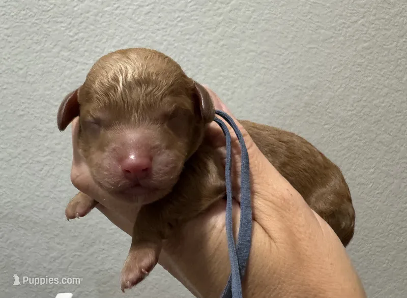 AKC Shadow's Blue – Poodle - Miniature  puppy for sale in Granite, OK