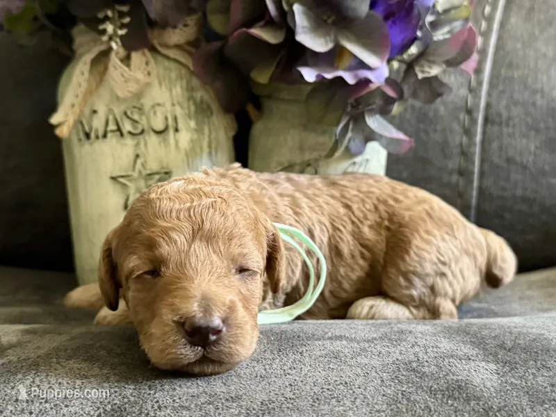 AKC Shadow's Sky – Poodle - Miniature  puppy for sale in Granite, OK