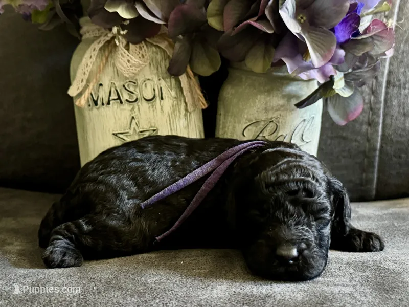 AKC Shadow's Purple – Poodle - Miniature  puppy for sale in Granite, OK