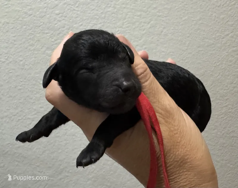 AKC Shadow's Red – Poodle - Miniature  puppy for sale in Granite, OK