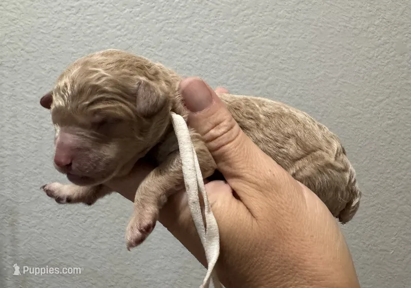 AKC Shadow's White – Poodle - Miniature  puppy for sale in Granite, OK