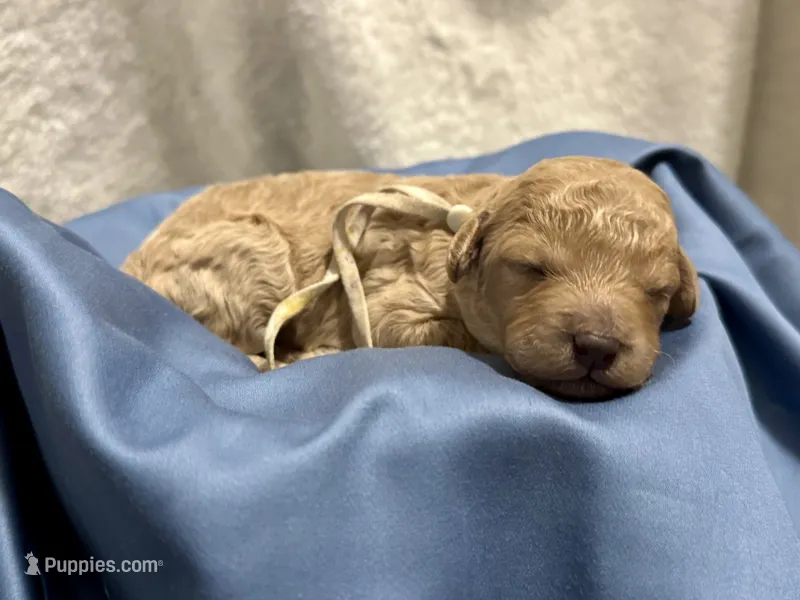 AKC Shadow's White – Poodle - Miniature  puppy for sale in Granite, OK