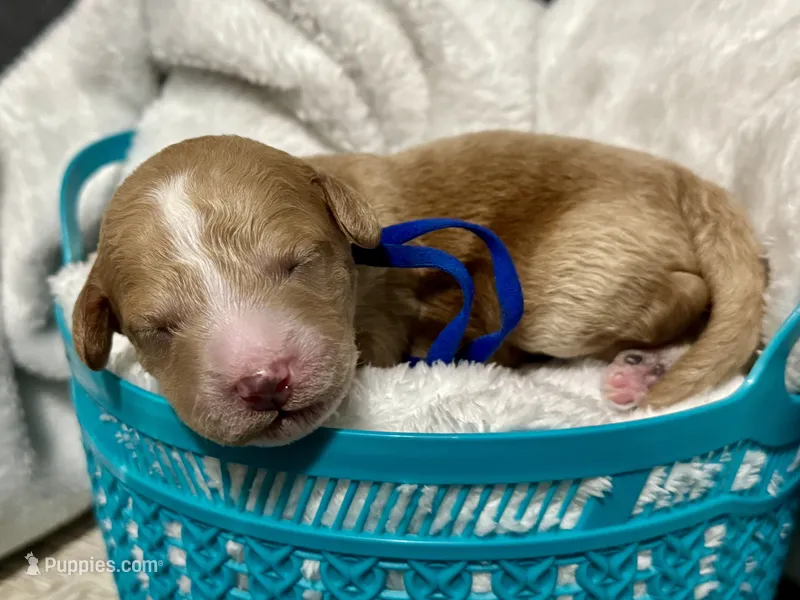 CKC Birdie's Blue – Miniature Goldendoodle puppy for sale in Granite, OK